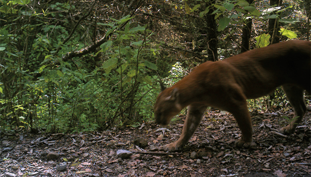 La fauna natural del bosque será una de las principales afectadas con los proyectos de CFE.