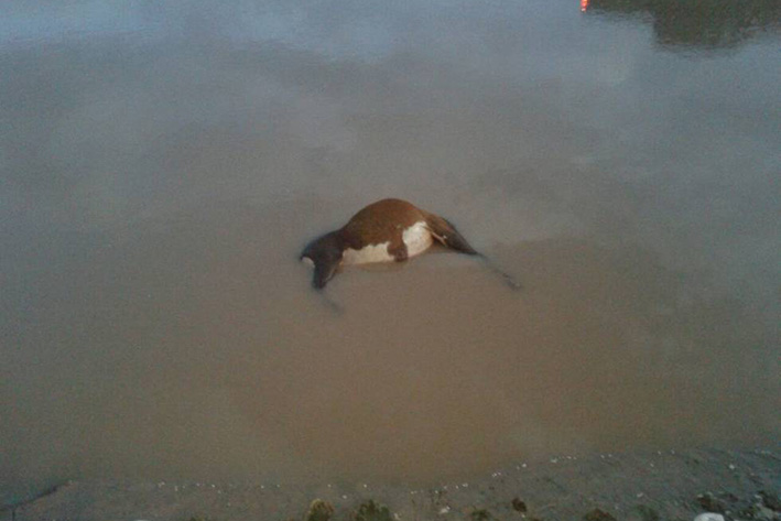 Animales –como caballos y vacas- han muerto debido a la contaminación del agua