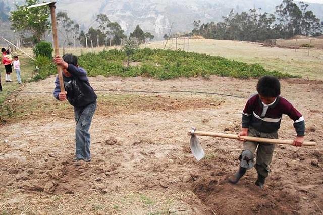 Sin pago, más de la mitad de los niños que trabaja en Puebla