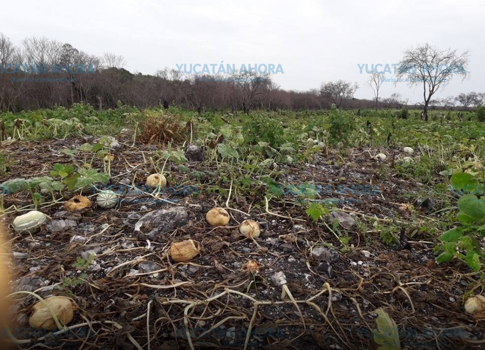 Ganadero bombardea con pesticida comunidades mayas y reserva ecológica