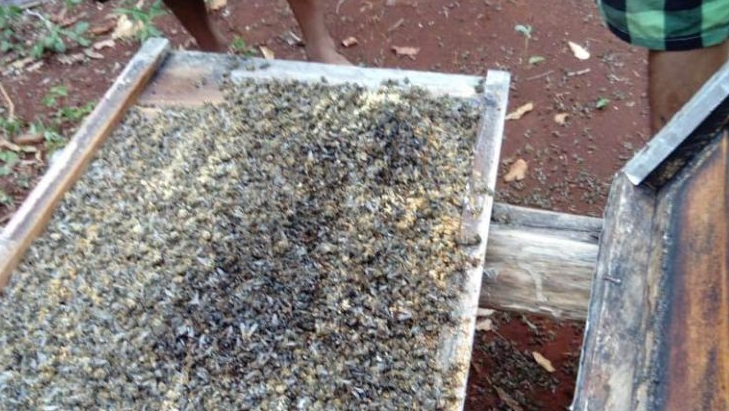 Fumigación de empresario provoca pérdidas millonarias a apicultores de Quintana Roo