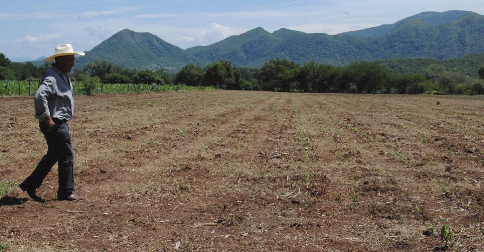 Avionetas devastaron cultivos al fumigar en comunidades pobres en Guerrero, acusa ONG