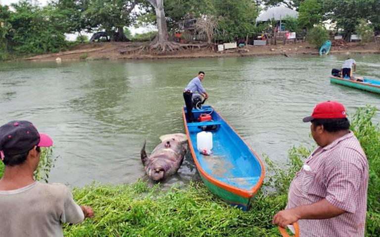 Resurge problema de contaminación en los Bitzales (Tabasco)