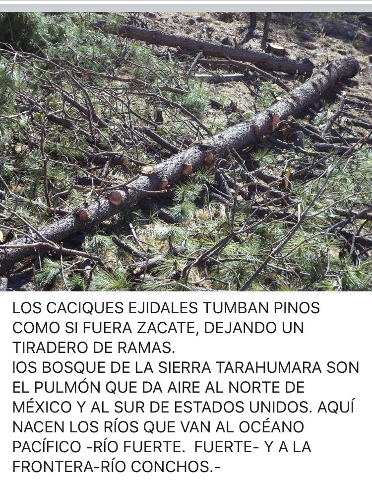 Denuncian ecocidio en la sierra tarahumara (Chihuahua)