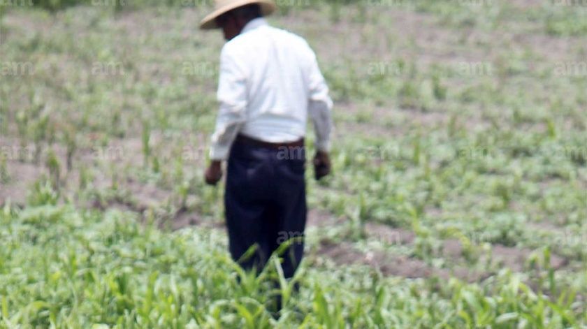 Quedan sin apoyo jornaleros agrícolas que llegan a Guanajuato