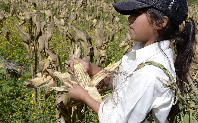 Niños jornaleros, las víctimas silenciosas (Michoacán)