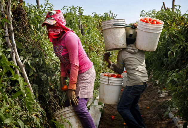 Los jornaleros, las mayores víctimas del trabajo esclavo en México