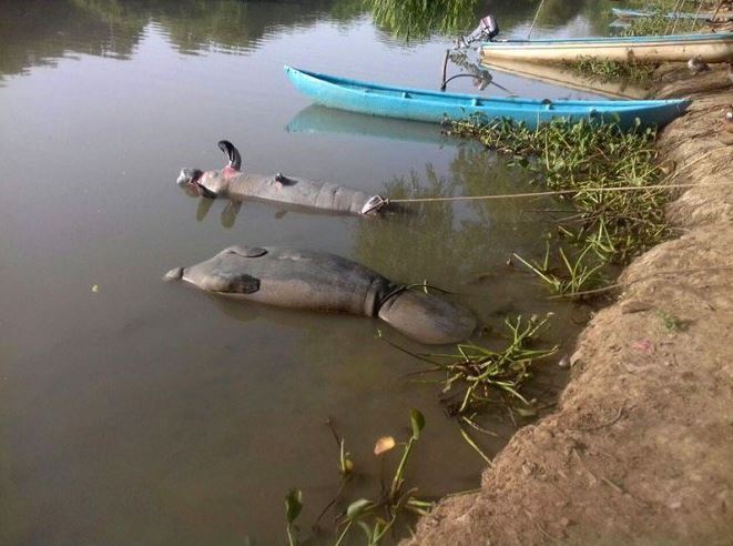 Sigue la muerte de manatíes en Tabasco por contaminación de ríos