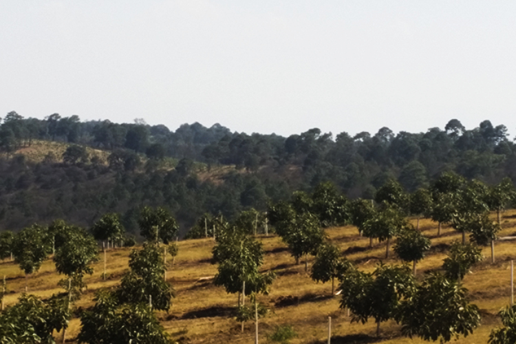 Costo ambiental del aguacate, a discutirse (Michoacán y Jalisco)