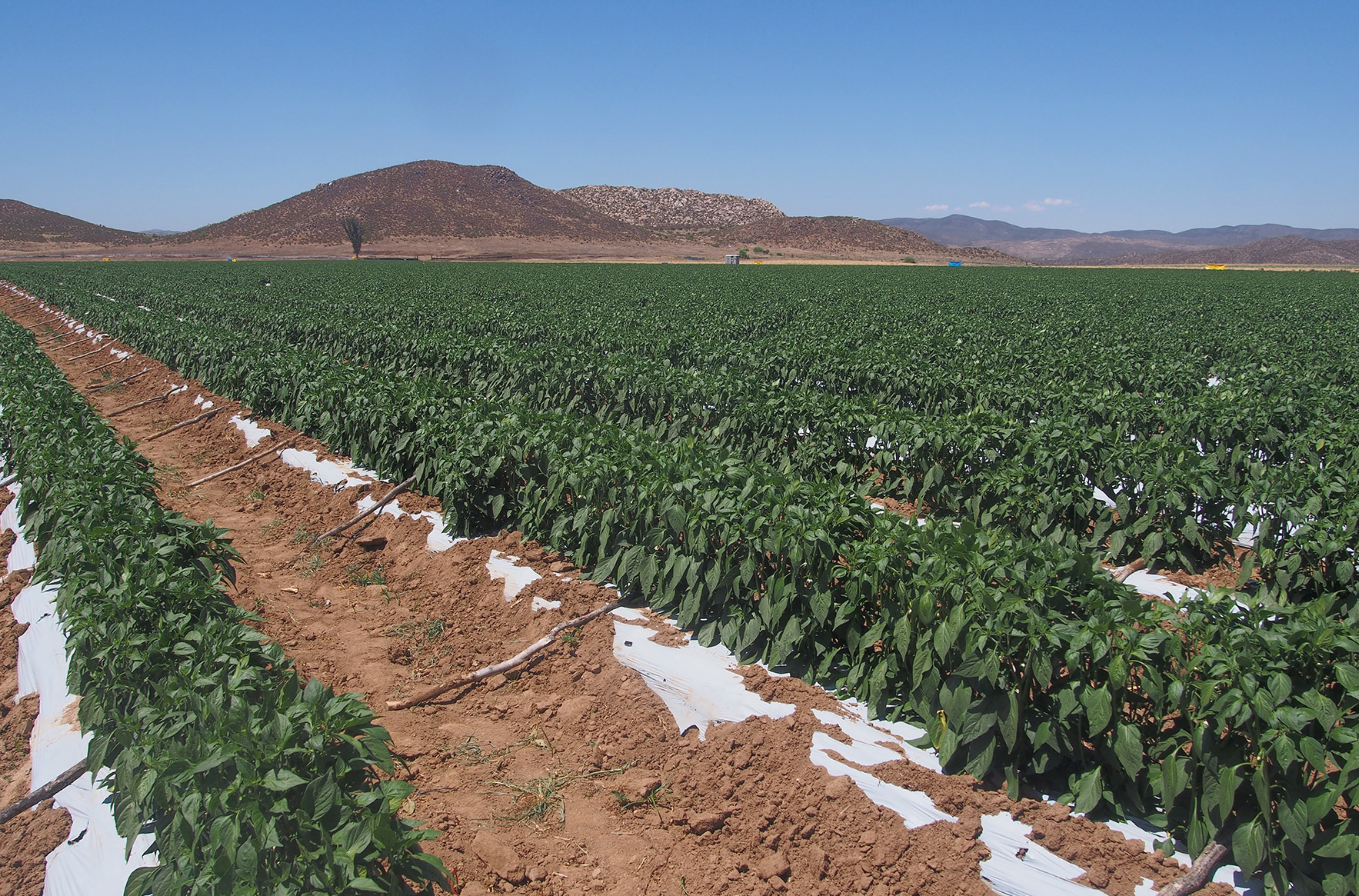 Los costos de la agricultura de exportación en Baja California
