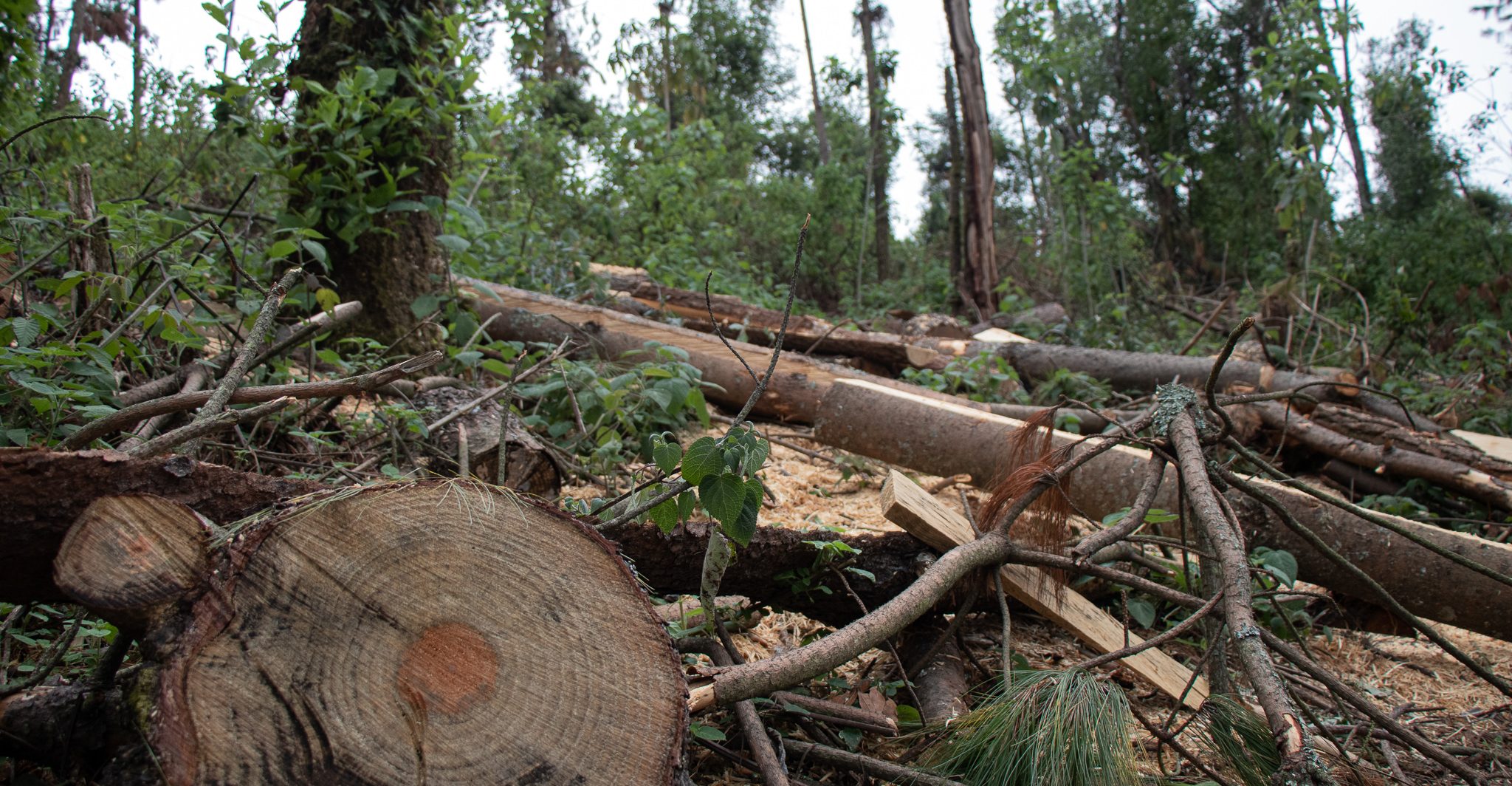 Llegan, arrasan y se van: así viven la impunidad por los talamontes en el Bosque de Agua del Edomex