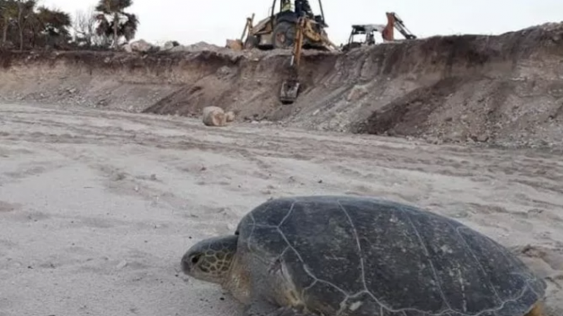 Semarnat aprobó proyecto hotelero que destruye el hábitat de tortugas marinas (Quintana Roo)