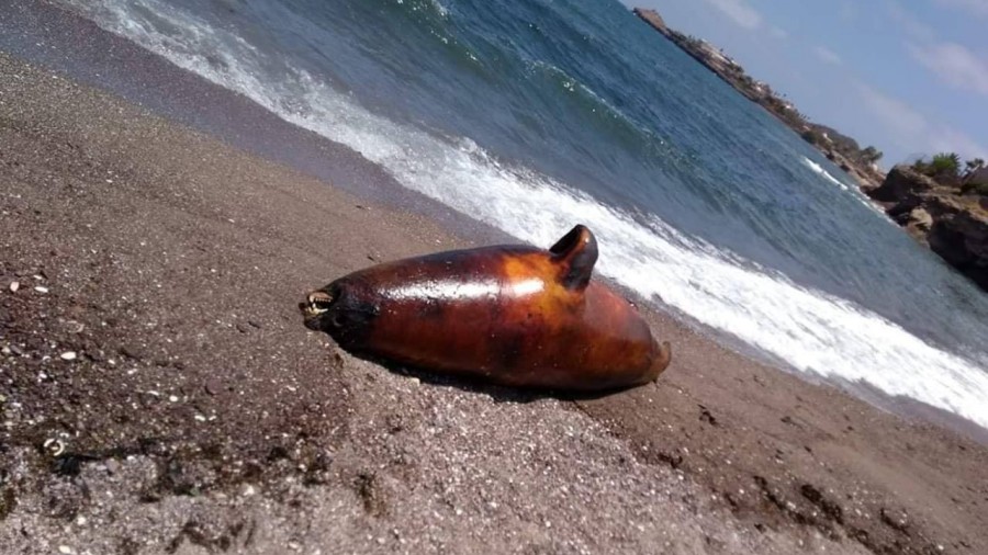 Aparecen muertos lobo marino, tortuga y peces en playas de Guaymas; usuarios de redes lo relacionan con derrame de ácido sulfúrico de Grupo México (Sonora)