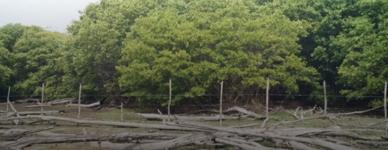 Empresa saquea arena y destruye zona de mangle (Campeche)