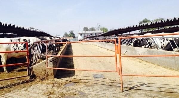 Señalan que las heces de vacas contaminan la región Tizayuca (Hidalgo)