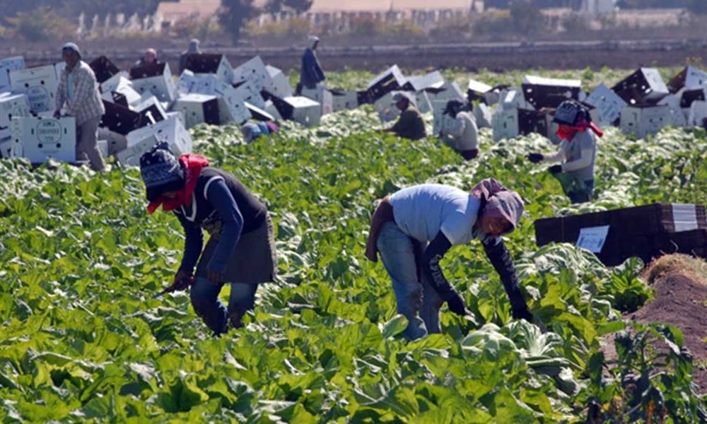 Jornaleros, olvidados por el estado (Zacatecas)