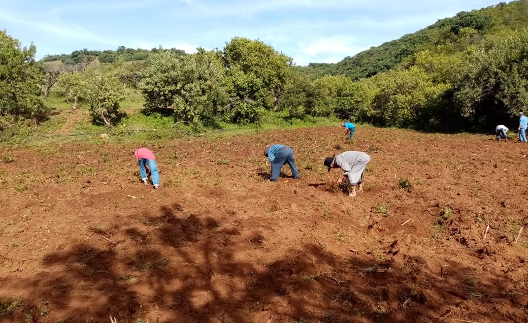 “No dejaremos nuestras tierras” comuneros de San Pablo Cuatro Venados siguen cultivando