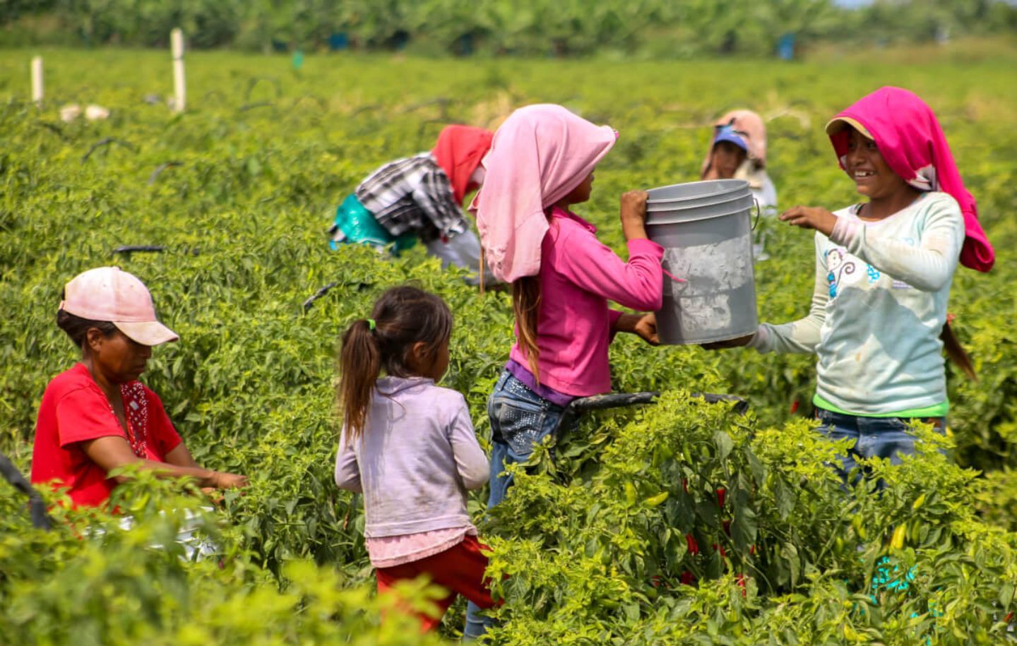 Jornaleros agrícolas de Michoacán sufren de explotación en el campo