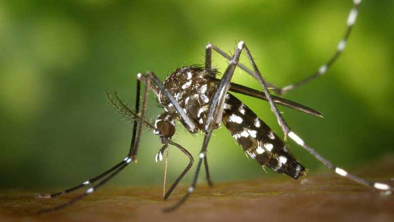 Dengue Epidemia Estatal (Nayarit)