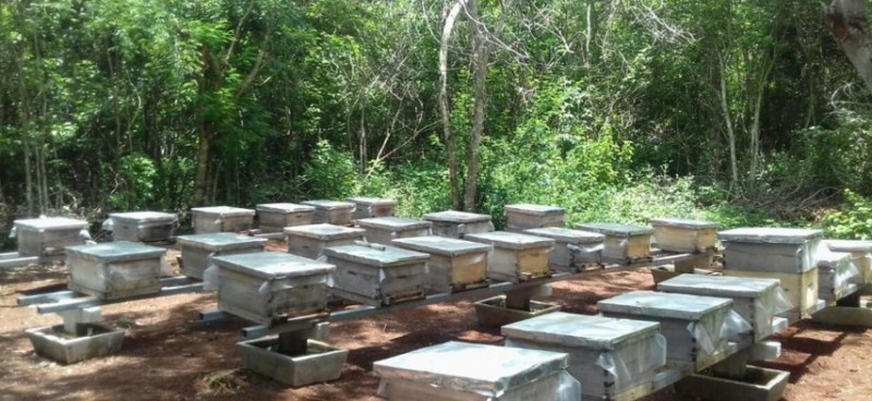 Incrementa contaminación por siembra de soya transgénica en más de 70 mil hectáreas de la Península de Yucatán, alertan apicultores