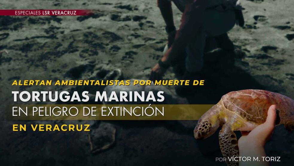 Alerta por muerte de tortugas marinas: entre malas prácticas pesqueras y contaminación (Veracruz)