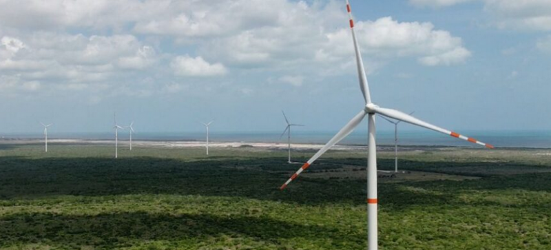 Yucatán pierde manglar a causa de parques eólicos y fotovoltaicos, denuncian