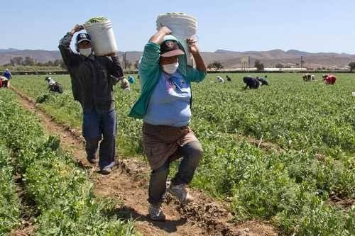 Jornaleros agrícolas en riesgo de contagio de COVID-19 por condiciones de vivienda y movilidad: El Colef