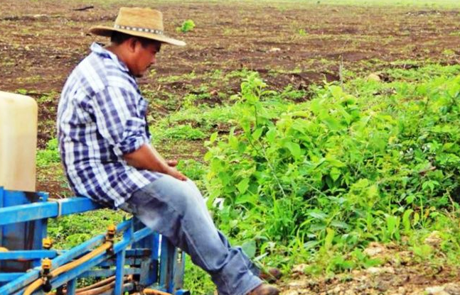 Más de 22 mil parcelas en ejidos de Yucatán se han privatizado ilegalmente