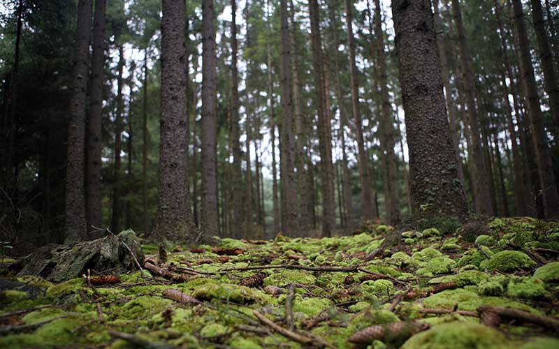 Reforma ambiental de Silvano Aureoles «privatiza» áreas naturales protegidas (Michoacán)