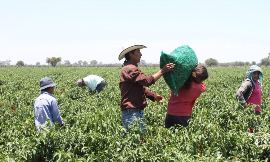 Jornaleros agrícolas, solos contra covid, crisis, marginación…