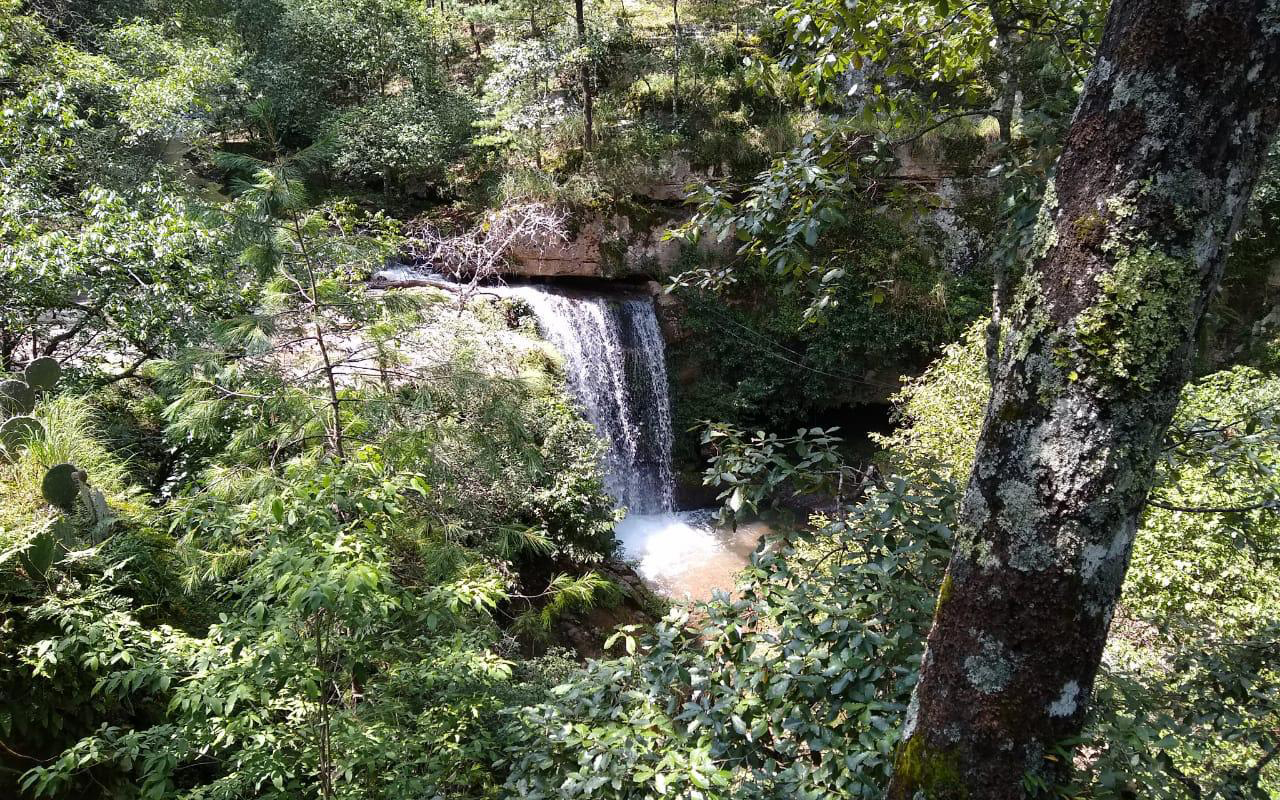 Bosques en Durango, en riesgo por covid y presupuestos