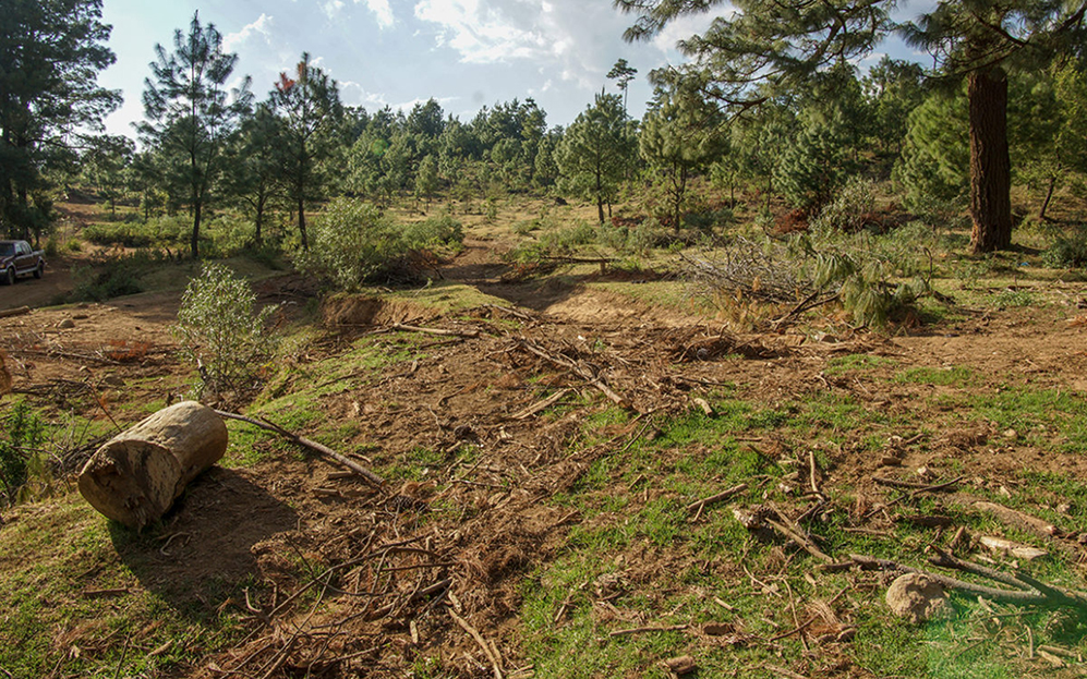 La pandemia amenaza los bosques de Michoacán que cuidaban los resineros