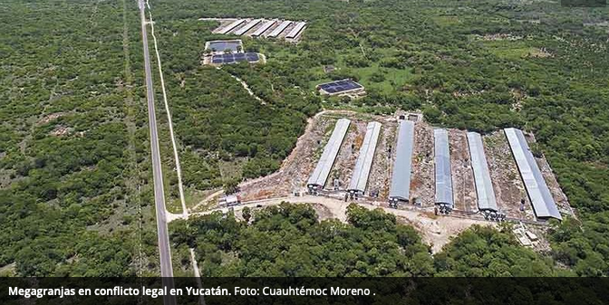Megagranjas en conflicto legal en Yucatán