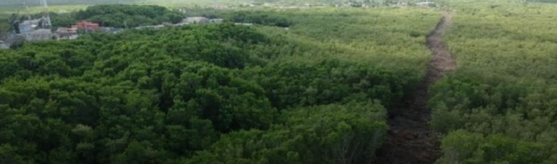 Detectan privatización de más de 500 mil hectáreas de tierras ejidales en la Península de Yucatán