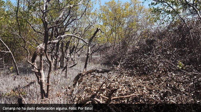 Denuncian nula actuación de Conanp contra el ecocidio de manglares en Holbox : Video  (Quintana Roo)