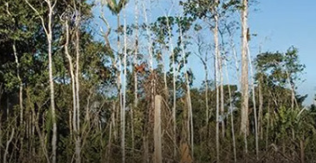Deforestación y corrupción, resultados de Sembrando Vida en el sur de México