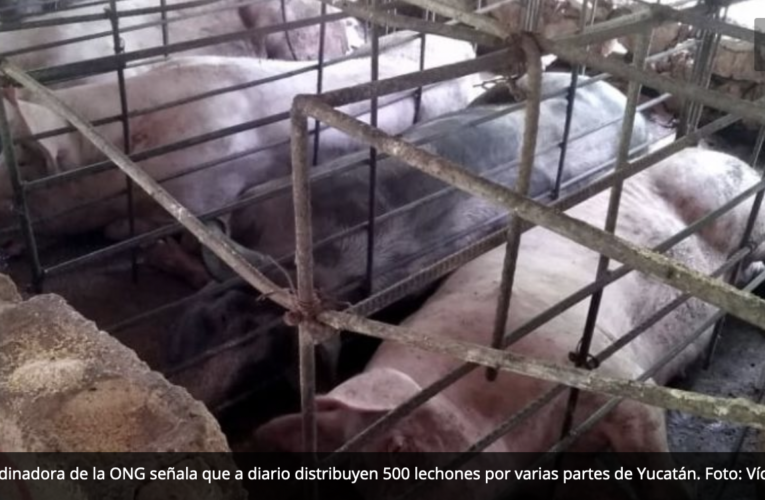 Yucatán: Kekén disfraza monopolio de granjas porcícolas en pequeños criaderos