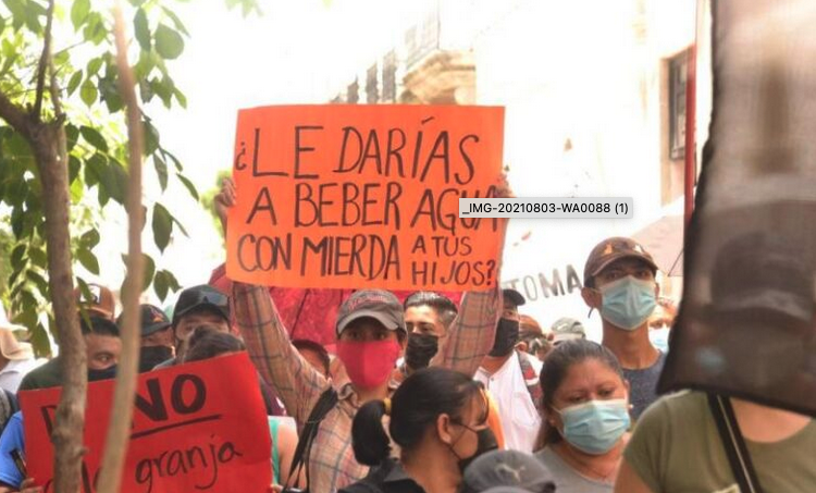 Acusan que granjas porcícolas quieren revertir las demandas de amparo en Yucatán