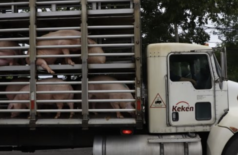 Contaminación por excremento de cerdos, igual a la que generan habitantes de Ciudad Caucel (Yucatán)