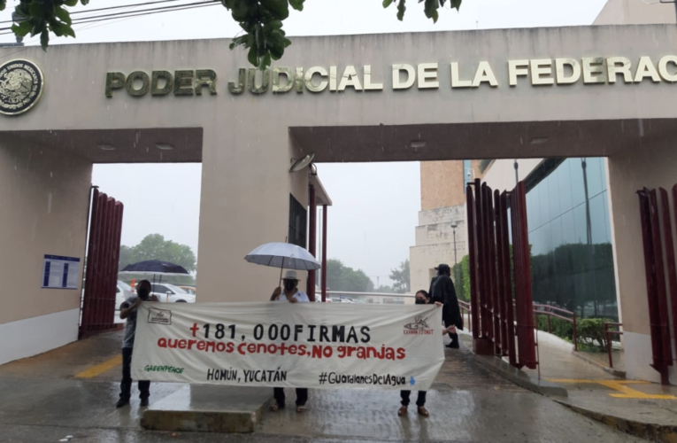 Reúnen 181 mil firmas para frenar las granjas de cerdos (Yucatán)