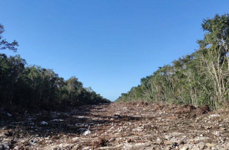 Ambientalistas denuncian que la tala de árboles por el nuevo trazo del Tren Maya ya comenzó en Playa del Carmen (Quintana Roo)