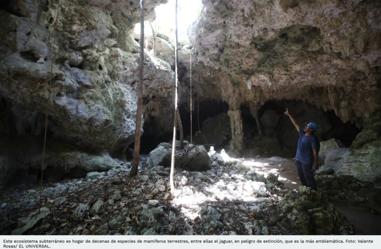 Tren Maya, “trampa mortal” para fauna y cavernas, alertan