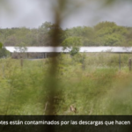 Kaki, empresa que intoxicó a 500 personas en Seyé, extrae más de 3 mil millones de agua de cenotes (Yucatán)