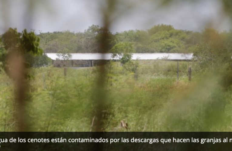 Kaki, empresa que intoxicó a 500 personas en Seyé, extrae más de 3 mil millones de agua de cenotes (Yucatán)