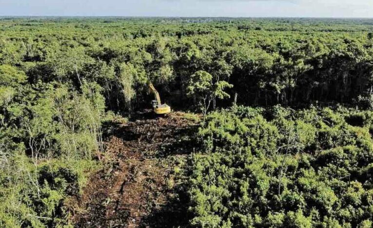 Tren Maya duplica tendencia de deforestación en el sureste mexicano