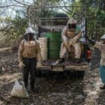 Apicultura maya, seriamente amenazada por las megagranjas