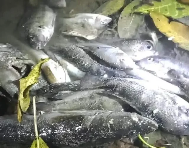 Ecocidio en San Rafael: Citrofrut habría provocado muertes de peces, Veracruz