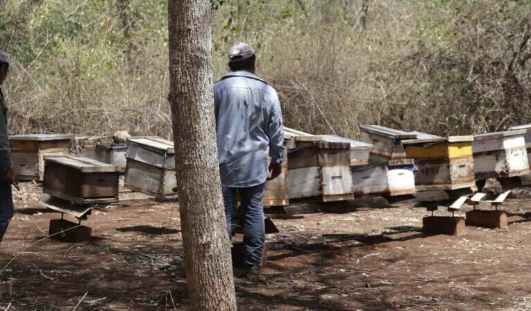 Catástrofe ambiental: intoxicación masiva de abejas en Campeche, México