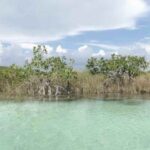 Juzgado Federal frena a Bachoco en Yucatán