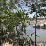 Agoniza Estero espantaperros y más de 18 cuerpos de agua por obra de interoceánico en Unión Hidalgo, Oaxaca